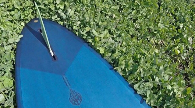 ダーシー・スチュアート_オラン